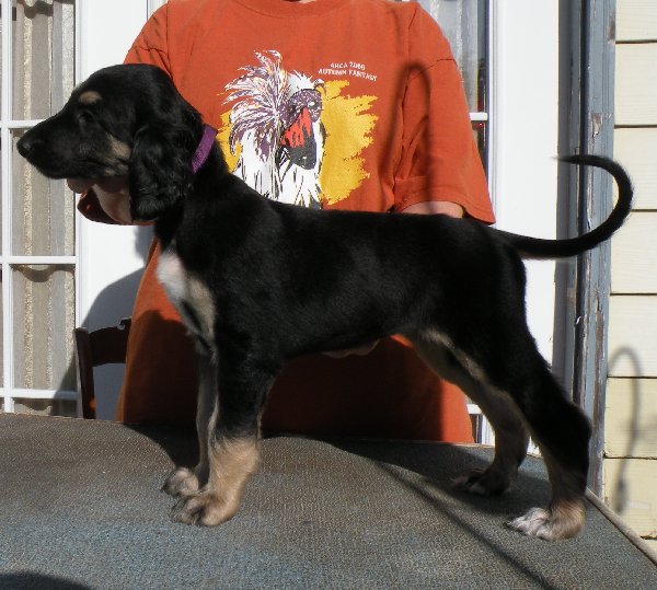 Blk&Silver Girl6wks.jpg - 76.98 K